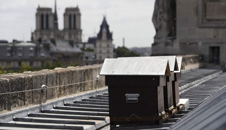 180 tisíc včel zázračně přežilo oheň v Notre-Dame de Paris