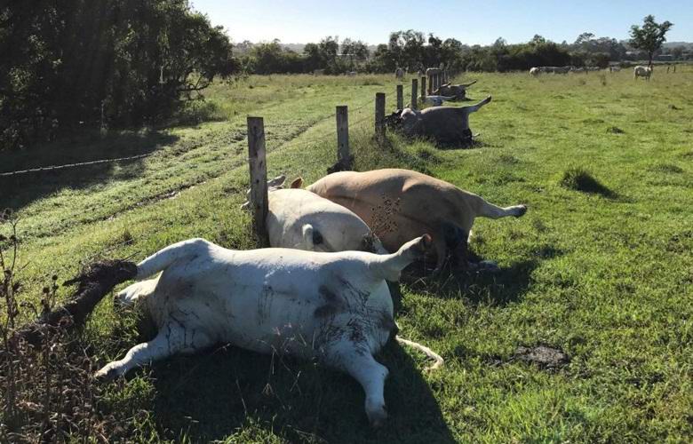 6 krav australského farmáře zemřelo najednou za záhadných okolností