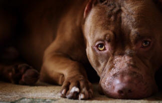 9 věcí o psech, které možná neznáte fakta, pejsci, zajímavé