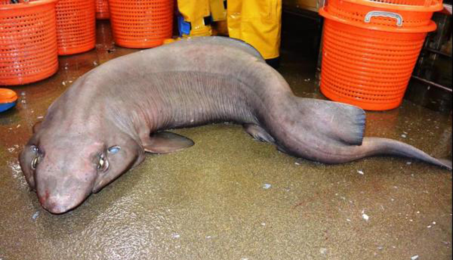 Žralok monster je chycen u pobřeží Skotska.