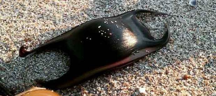 Žraloci také kladou vejce, jen velmi zvláštní.