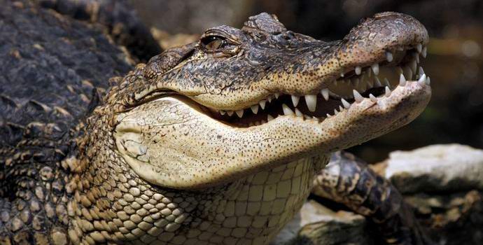 Aligátor pohltil uprchlého Američana.