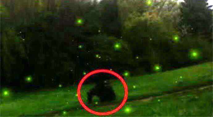 Američané fotografovali yeti honící světlušky