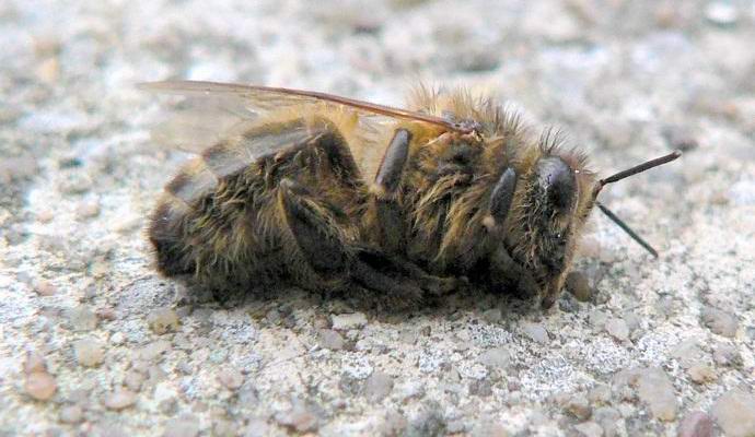 Američané omylem zabili miliony včel