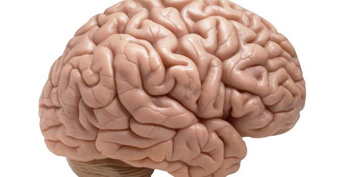 Američané v laboratoři rozrostli lidský mozek.