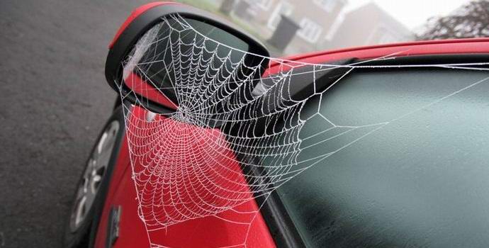 Američan téměř spálil benzínovou pumpu ve snaze zabít pavouka