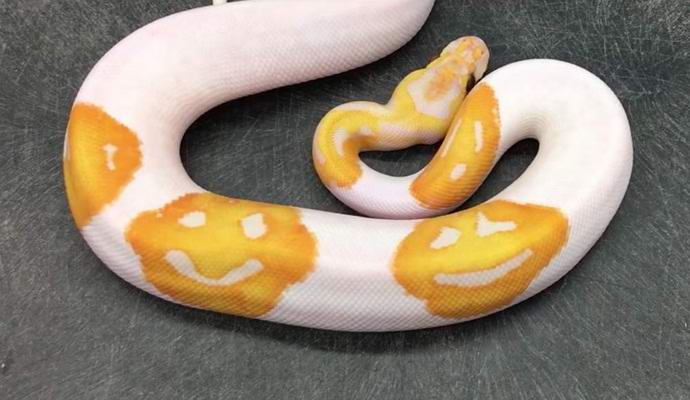 Američan přinesl hada s emotikony na kůži