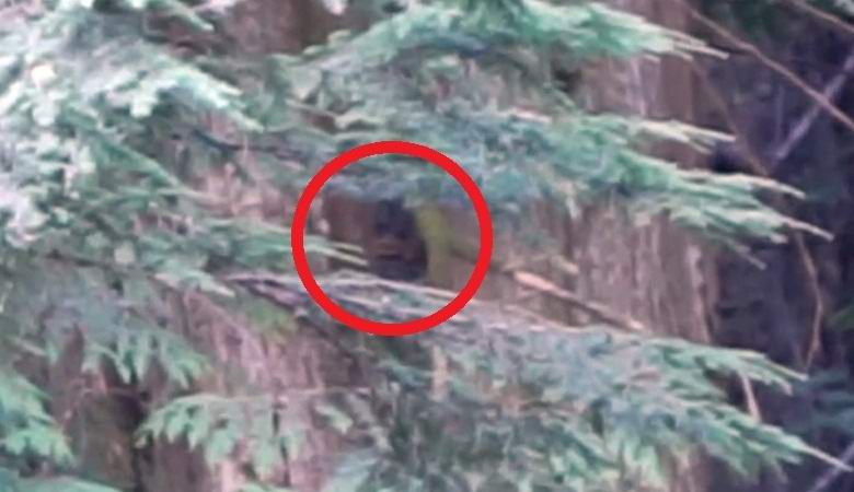 Američan zachytil video hlavy sněhuláka v houštinách jehel