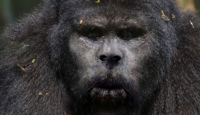 Američan fotografoval bigfoot v zimním lese