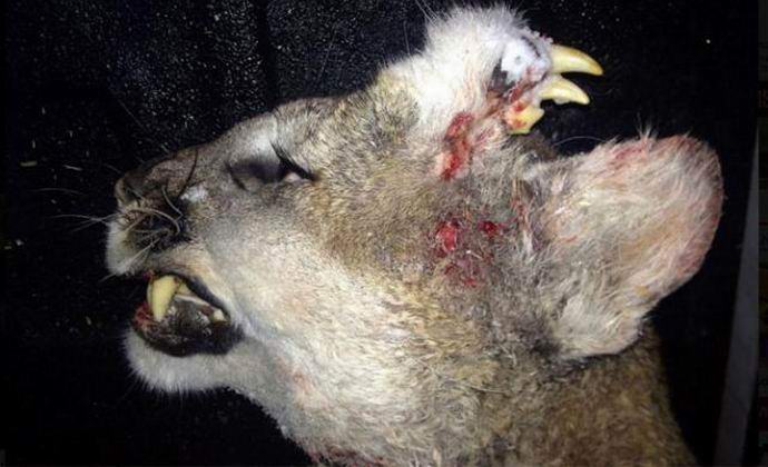 Američan zastřelil cougar s čelistí na hlavu
