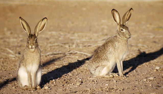 Američtí teroristé se zajímají: je nám to jedno! ..