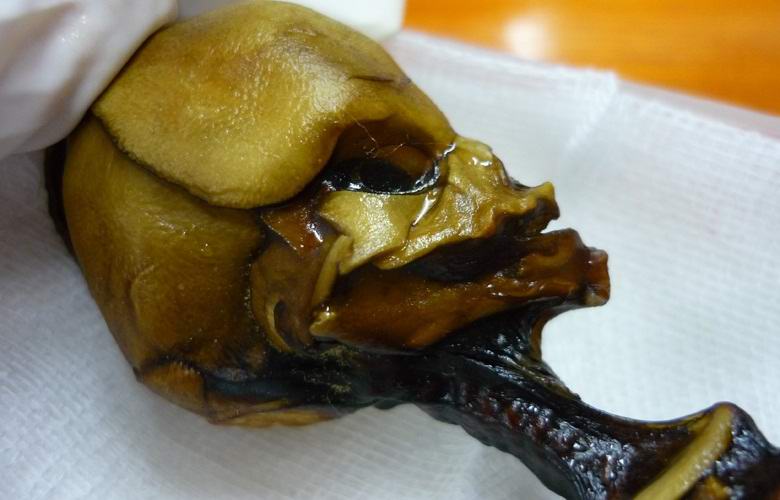 Atakamský humanoid rozpoznaný jako mutant, ne jako mimozemšťan