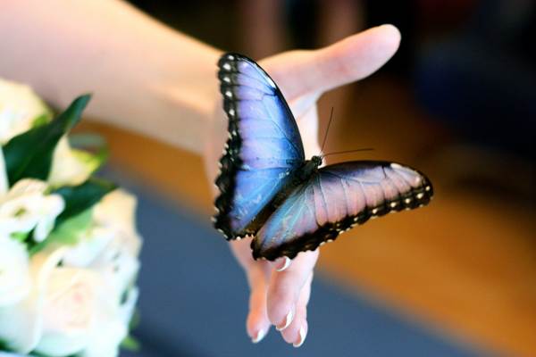 motýl seděl na osobě 