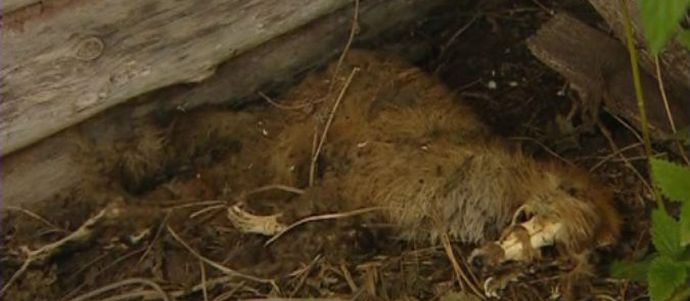 Bashkir Chupacabra se proměnil v lišku