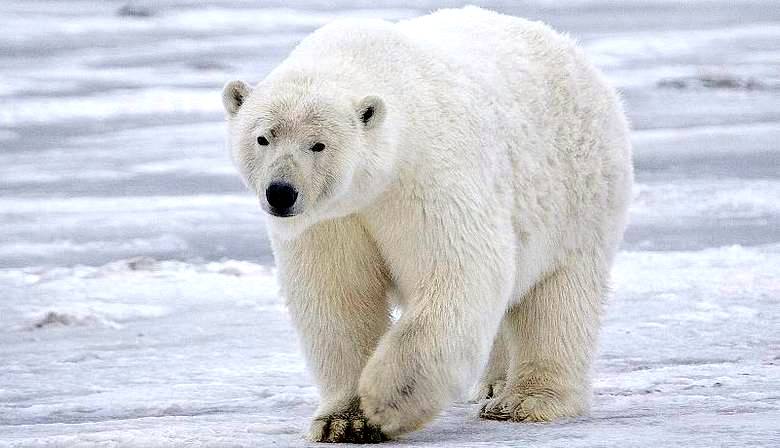 Lední medvěd neúspěšně zaútočil na skotského fotografa