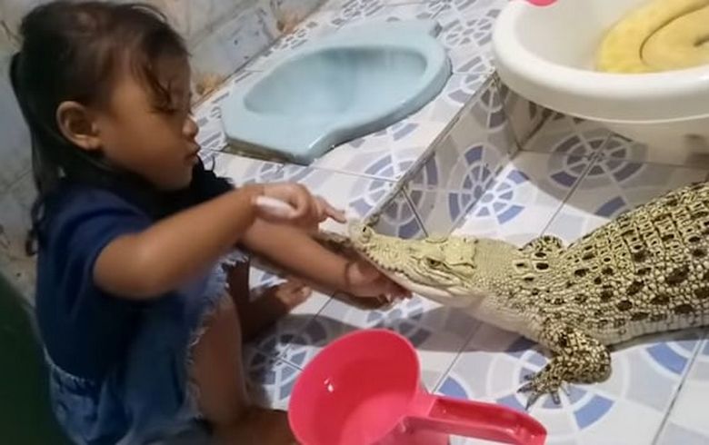 Nebojácná dívka si čistí zuby krokodýla