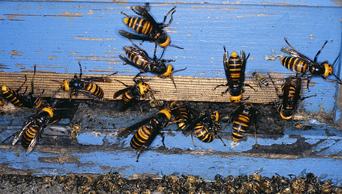 Bezohlední zabijáci s bodnutím