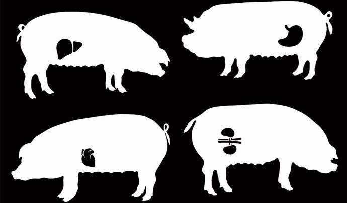 Britové začnou chovat prasata s lidskými orgány