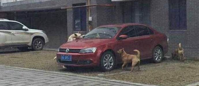 Toulavý pes zavolal přátelům a pomstil se pachateli.
