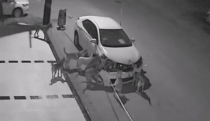 Toulaví psi útočí nejen na lidi