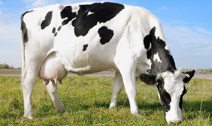 Čeljabinskští občané jsou nabízeni ke koupi krav