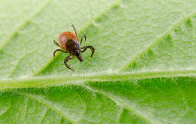 Co když tě kousne encefalitida?