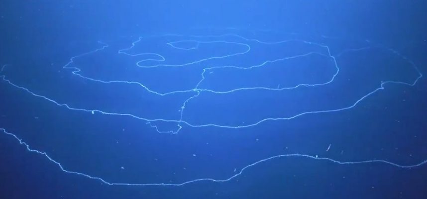 Co je tato dlouhá hypnotická věc plovoucí v oceánu? 