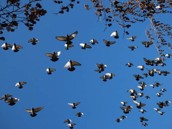 znamení ptáka nakatala 