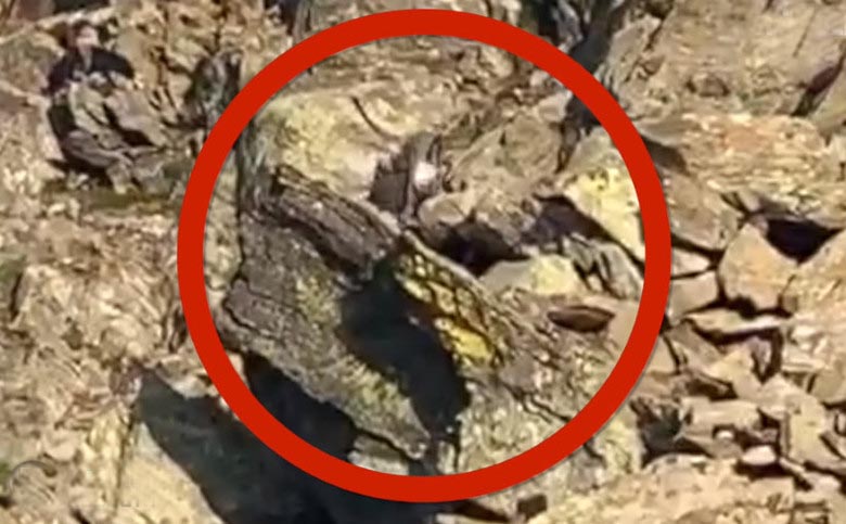 Jaké podivné stvoření spadlo do objektivu fotoaparátu německého fotografa