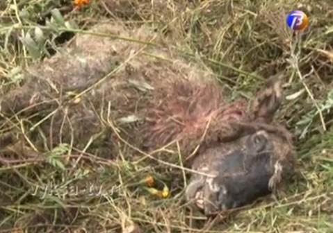 Chupacabra se zintenzivnil: Jižní Ural, oblast Nižnij Novgorod, Ukrajina