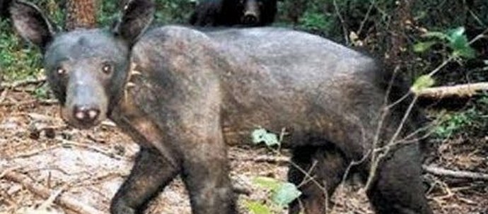 Chupacabra znovu připomíná sám sebe