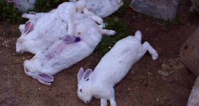 Chupacabra ničí dobytek u Lipetsku