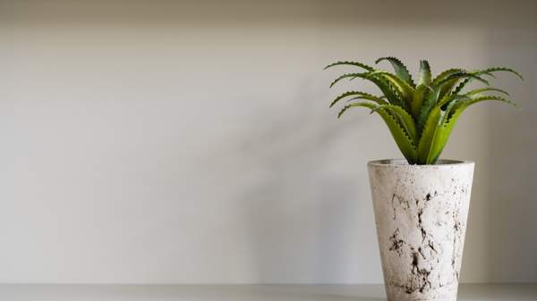 aloe bloom na domácí znamení 