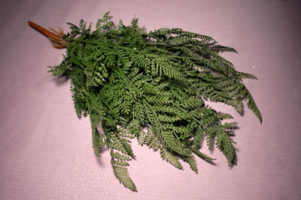 Fern koště 