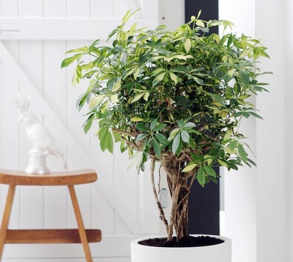 náčelníci v domových znameních 