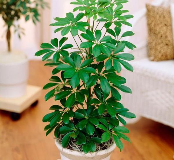 šéf v domě znamení a pověr 