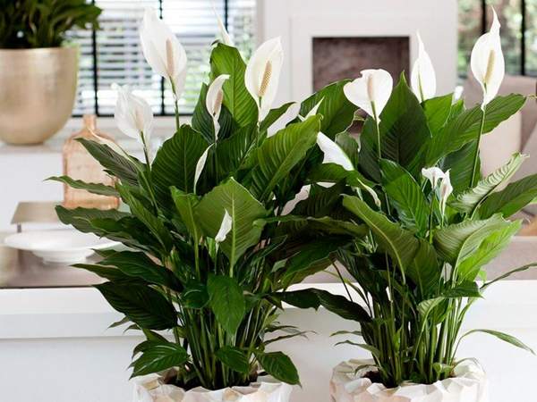 spathiphyllum znamení a pověry 
