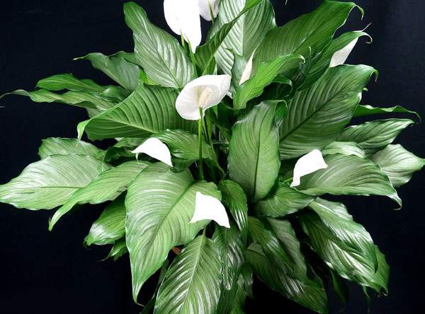 spathiphyllum ženské znamení štěstí 