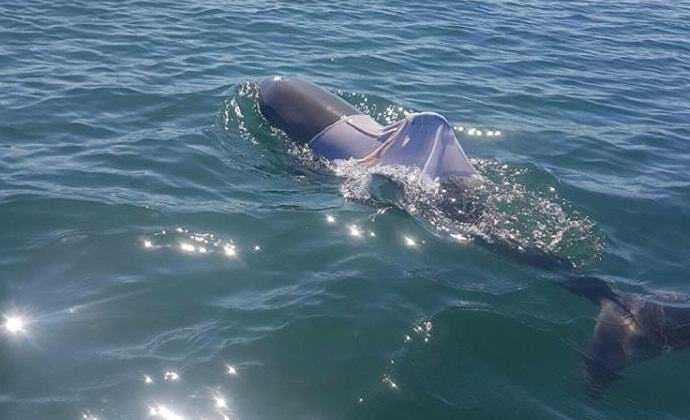 Dolphin a tričko, abych byl upřímný, nejsou pár ...