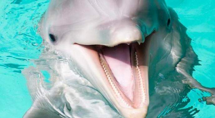 Dolphin vrátil majiteli smartphone, který spadl do oceánu.