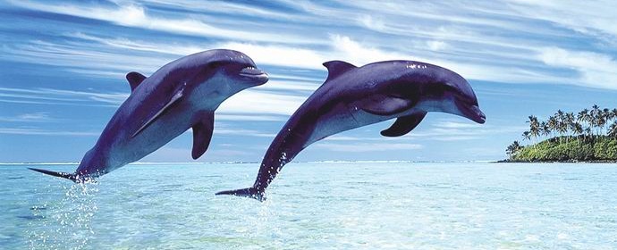 Delfíni tvoří malé
