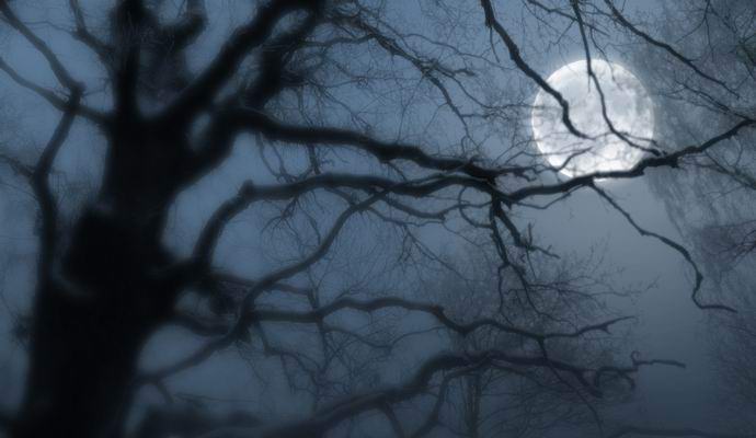 Stromy také usnou, když padá noc