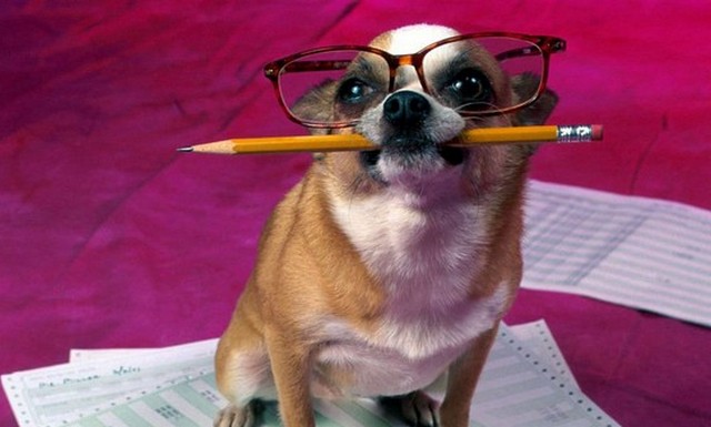 Deset nejchytřejších zvířat, po člověku