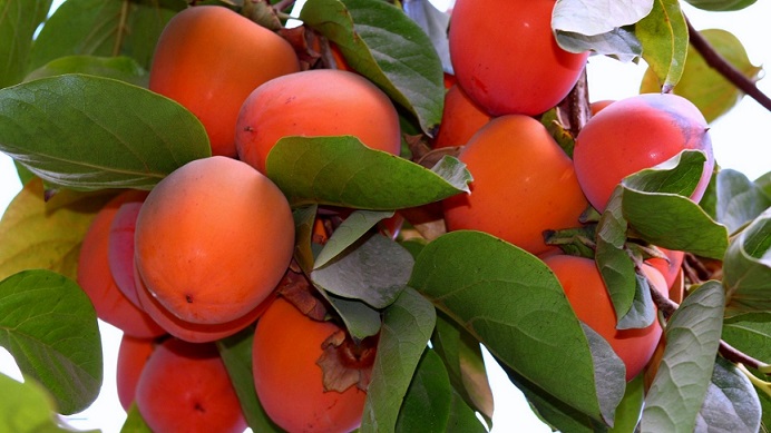 Odborníci na výživu řekli, komu je použití tomel kontraindikováno.