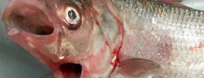 Mimozemská ryba se dvěma ústy