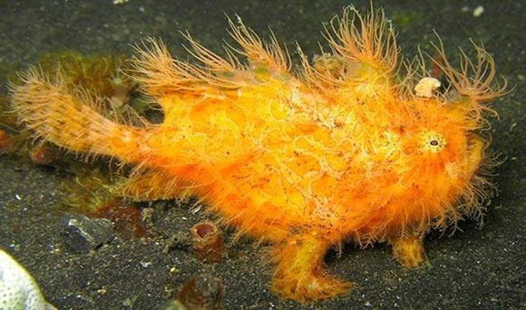 Další přírodní zázrak: Žáby a mravenci Super Speed