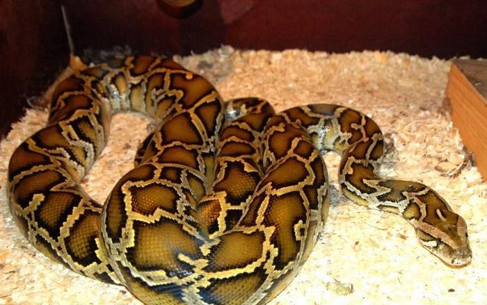 Pokud python zhubne - počkej na potíže