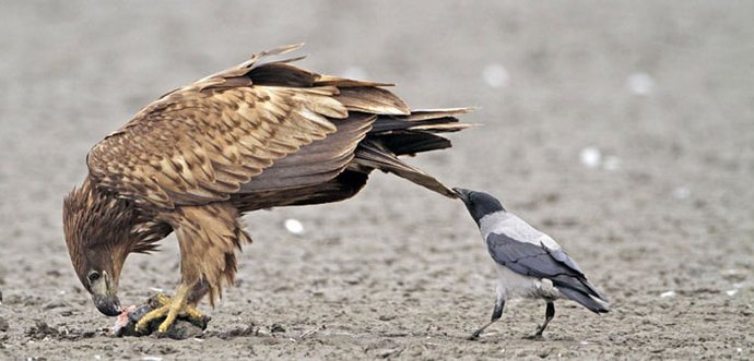 Ty zločinné a riskantní vrány