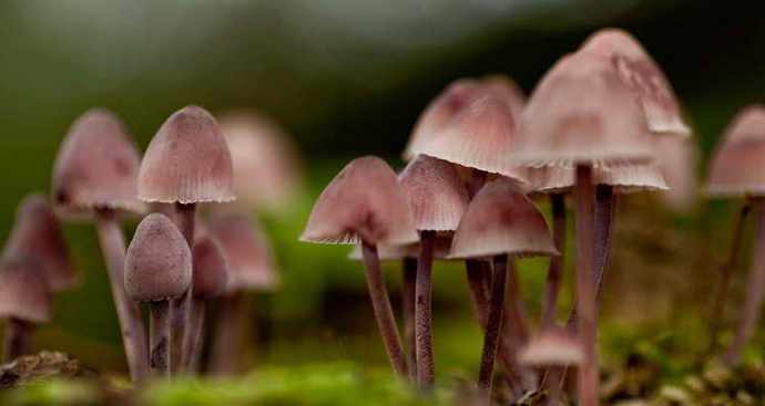 Tyto úžasné a záhadné houby