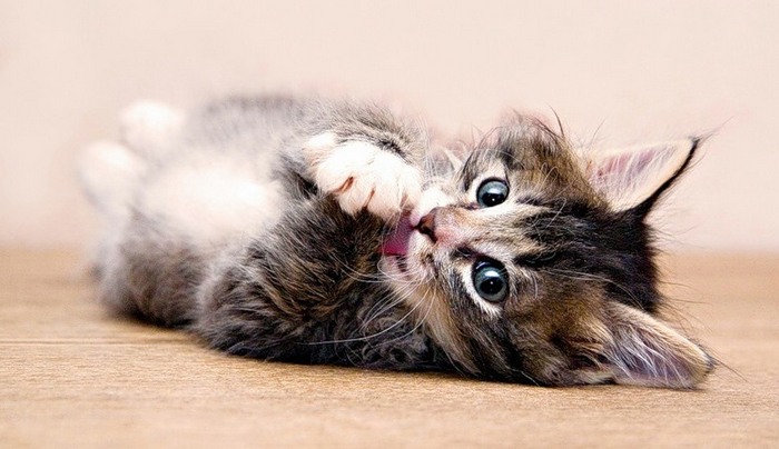 Tyto vtipné kočky jsou jako by byly všechny zábavné